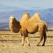 Our camel yarn is not tinted, it is in its beautiful natural camel color. Pascuali Yarn Store Merino Wool Cashmere Alpaca Wool Pascuali Yarn Store Merino Wool Cashmere Alpaca Wool