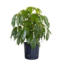 Image result for Schefflera