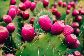 Portada » blog » cactus » cactus en la oficina, aprovecha sus beneficios. 6 Beneficios Del Xoconostle Que Seguramente No Conocias Cocina Vital