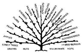 A multi grafted fruit tree is one tree with two or more with different fruit grafted onto the one trunk. Multi Grafted Fruit Tree In 2021 Grafted Fruit Trees Espalier Fruit Trees Trees To Plant