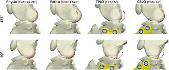 Anterior and posterior drawer tests. Frontiers Surgical Treatments For Canine Anterior Cruciate Ligament Rupture Assessing Functional Recovery Through Multibody Comparative Analysis Bioengineering And Biotechnology