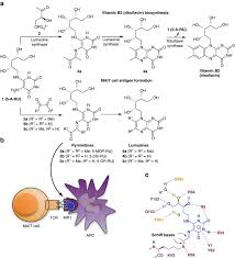 Maybe you would like to learn more about one of these? Stabilizing Short Lived Schiff Base Derivatives Of 5 Aminouracils That Activate Mucosal Associated Invariant T Cells Nature Communications