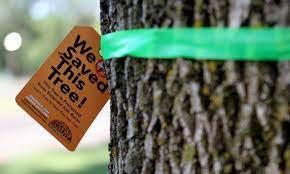 Emerald Ash Borer Treatments Costing Less Working Better Star Tribune
