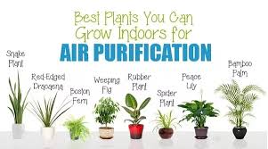 Save time & money · best online reviews · we focus on quality. What Are The Best Indoor Plants To Grow In India Quora
