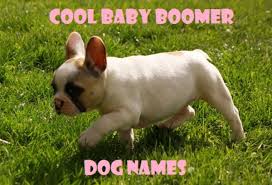 Rt is giving you the chance to make. Cool Baby Boomer Dog Names Pethelpful
