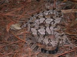 New jersey is home to two venomous snakes, the timber rattlesnake and the northern copperhead. Species Profile Canebrake Timber Rattlesnake Crotalus Horridus Srel Herpetology