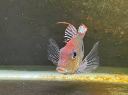 Image result for Aneilema spekei