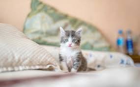 If it is, rinse the item. How To Stop Cats From Peeing On Carpet Furniture Or Floors Cleancrispair