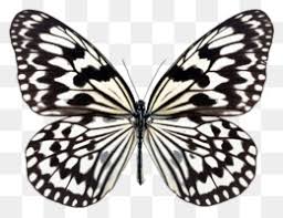 Butterfly Black And White Png Free Download Butterfly Black And White