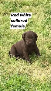 We offer british lab puppies and started british labrador retrievers. East Texas Labrador Retrievers Home Facebook