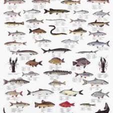 Fish Species Posters Archives La Tene Maps