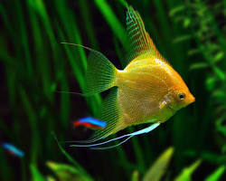 Gambar ikan Manfish Pterophyllum scalare hias
