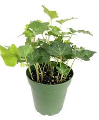 Image result for Hedera