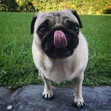 Find great deals on ebay for pug puppies. Baby Pug Dog Price In Kerala Socializing Dogs Cute Baby Dogs Baby Pug Dog