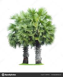 Image result for Borassus