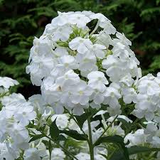 Early® White Summer Phlox