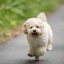 Poodle mixes or doodles are among the most popular crossbreeds around i want a maltipoo! Maltipoo Maltese Toy Poodle Cross Breed Profile Information