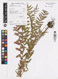 Image result for Ampelopteris