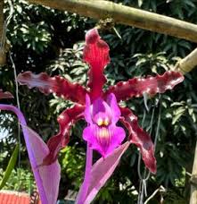 Image result for Schizochilus sulphureus