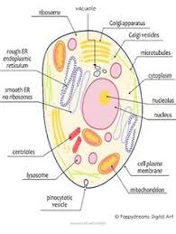 Check spelling or type a new query. 21 Embriologia Ideas Biology Notes Cells Project Biology