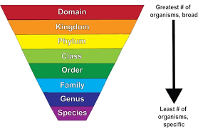 Classification Biology 2 Unit 2 Zoology Quizizz