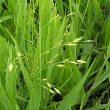 Image result for Poa binata