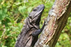 Image result for Rhynchosia torrei