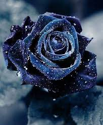 Most Beautiful Black And Blue Roses Blu Rose Rose Belle Fiori Blu Rosa Blu