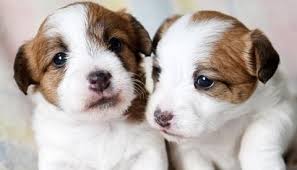 These are excellent puppies that have the right breeding for the show ring. Jack Russell Puppies For Sale Near Me Home Facebook