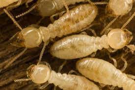 Termites are small but mighty. Advantages Of Termite Colony Control Treatments All Care Pest Control Termites