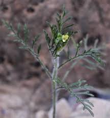 Image result for Carrichtera annua