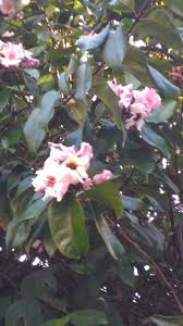 Image result for Strophanthus