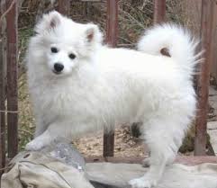 American Eskimo Dog Breed Information And Pictures