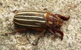 Medium sea duck, mostly black except for white eye patches, large white wing patches. What Are Those Big Beetles Naturally North Idaho