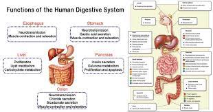 Digestive System Human Digestive System Digestive System Digestion