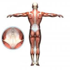 Symptoms of muscle pain include: Lumbar Spine Pain What Causes It And How Can It Be Treated