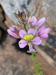 Image result for Cleome bororensis