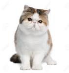 Buy Exotic Shorthair Cats, Sell Exotic Shorthair Cats, Buy ...