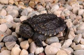 See full list on fishkeepingworld.com Turtle Y Cute That S The Baby Snapping Turtle Pet Ponder