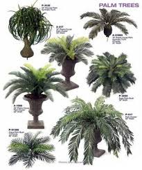 Try to plant your palm tree shortly after buying it. Palm Species As House Plants Hardy Exotic Solutions Interior Design Ideas Avso Org