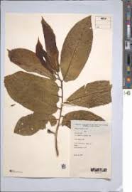 Image result for Antiaris