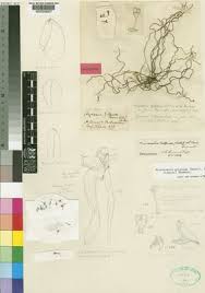 Image result for Microcoelia bulbocalcarata