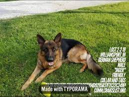 (vigo county fairground terre haute) pic. Lostdog 2 2 19 Williamsport In Germanshepherd Male Jager Friendly Collar And Tags Cash Reward E90a9507ab92 Losing A Dog Find Pets German Shepherd
