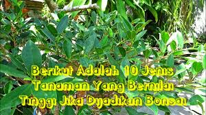 Di indonesia sendiri jenis tanaman bonsai sudah banyak sekali. 10 Jenis Tanaman Yang Bernilai Tinggi Jika Dijadikan Bonsai Youtube