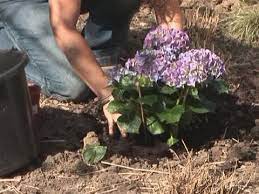 A local version of the love the garden website exists. How To Plant Hydrangeas Youtube