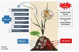Silicon-Induced Tolerance against Arsenic Toxicity by Activating  Physiological, Anatomical and Biochemical Regulation in Phoenix dactylifera  (Date Palm)