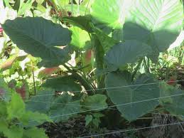 Of an all‐purpose 10‐10‐10 fertilizer and mix it into the soil before planting the bulb. What Is This Plant That Grows In A Bog Hometalk