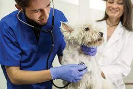 How To Become A Veterinarian – American Kennel Club