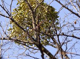 Image result for Viscum littorum
