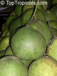 Image result for Citrus maxima